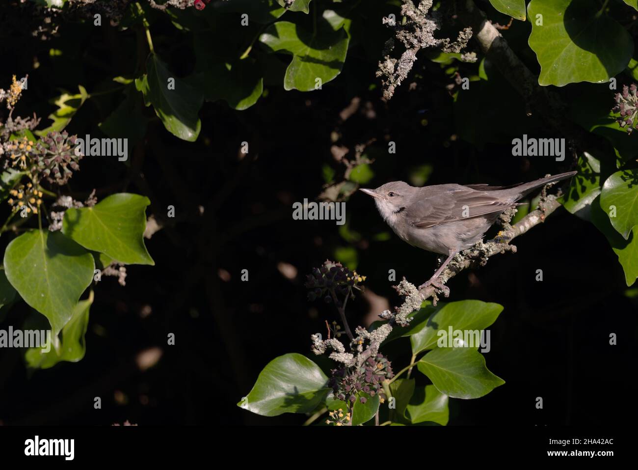 Barred Warbler (Sylvia nisoria) Wiveton Norfolk GB UK Dezember 2021 Stockfoto