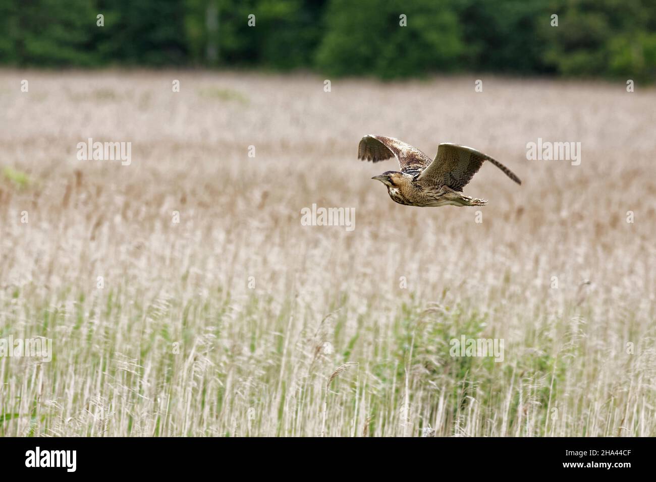 Seltene Bittern, die über die Sümpfe fliegen. Stockfoto