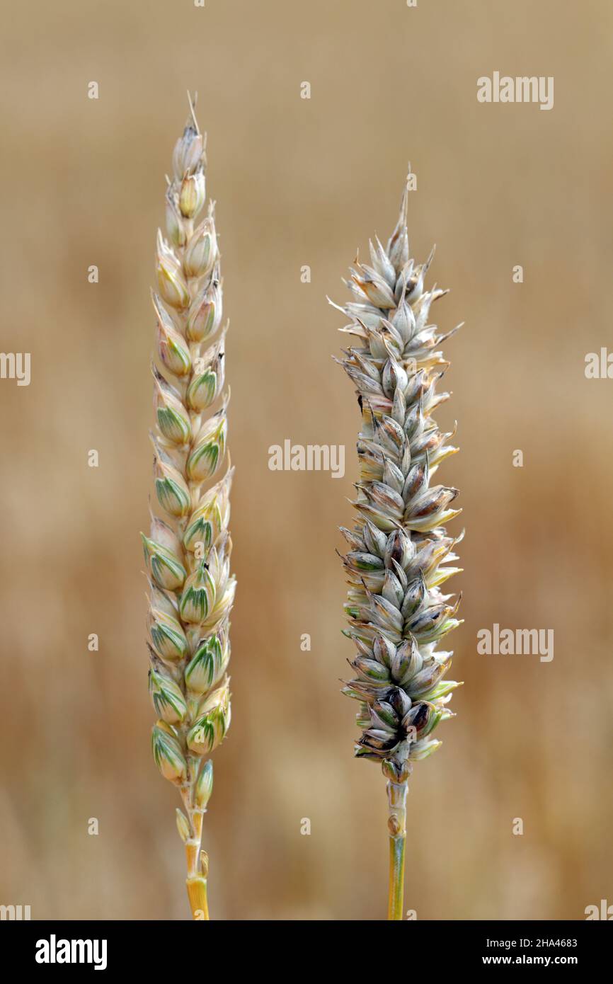 Gewöhnlicher Bund oder stinkender und bedeckter Schutt ist eine Krankheit des Frühlings- und Winterwehens, die durch Tilletia tritici und laevis verursacht wird. Stockfoto