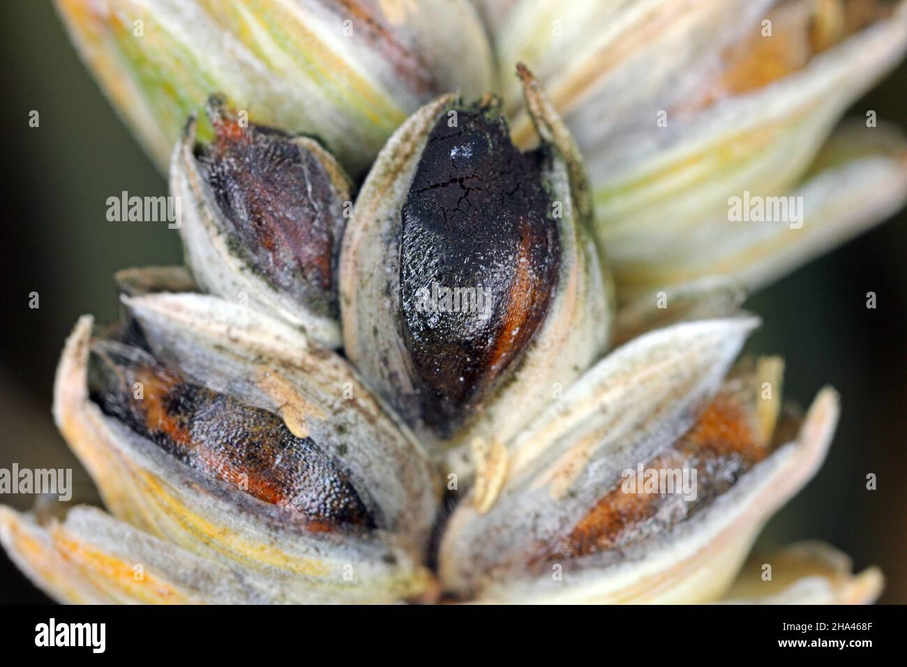 Gewöhnlicher Bund oder stinkender und bedeckter Schutt ist eine Krankheit des Frühlings- und Winterwehens, die durch Tilletia tritici und laevis verursacht wird. Stockfoto