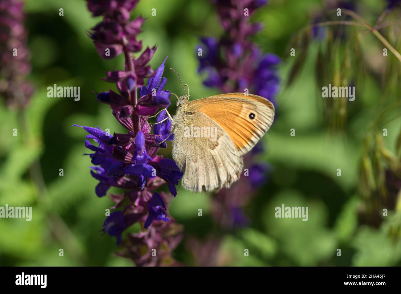 Einsame Wiese braun (Maniola jurtina) Schmetterling saugen Nektar auf einer wilden Salbei Blume in der späten Frühjahrssaison Stockfoto