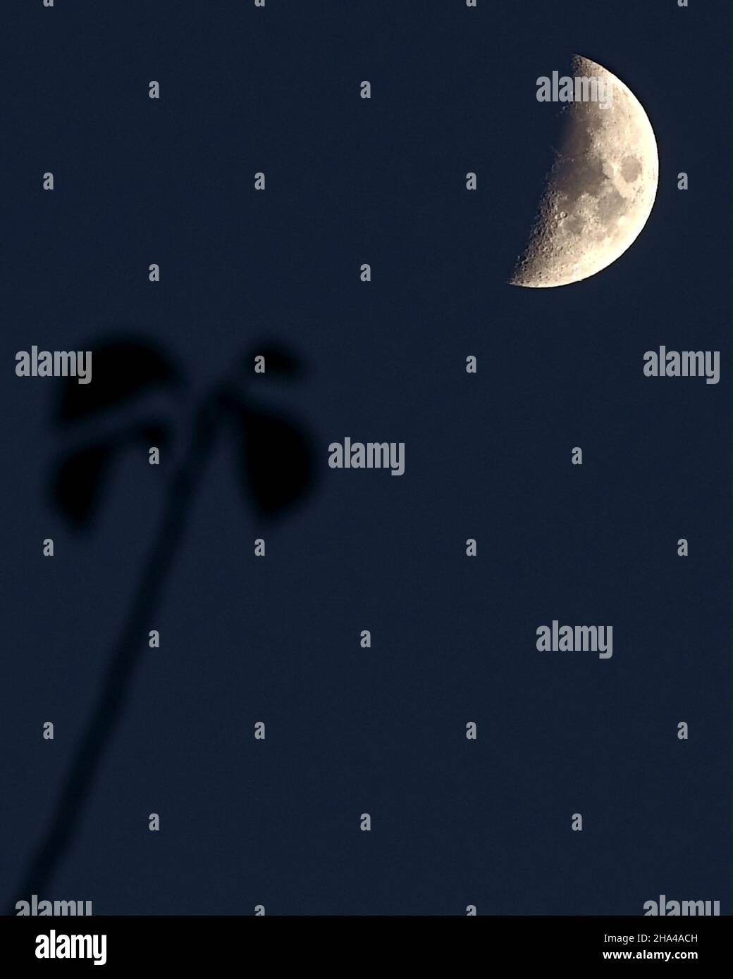 Am Nachmittag halbmondförmiger Wintermond am Himmel, mit einem Ast und sichtbaren Blättern in der Aufnahme Stockfoto