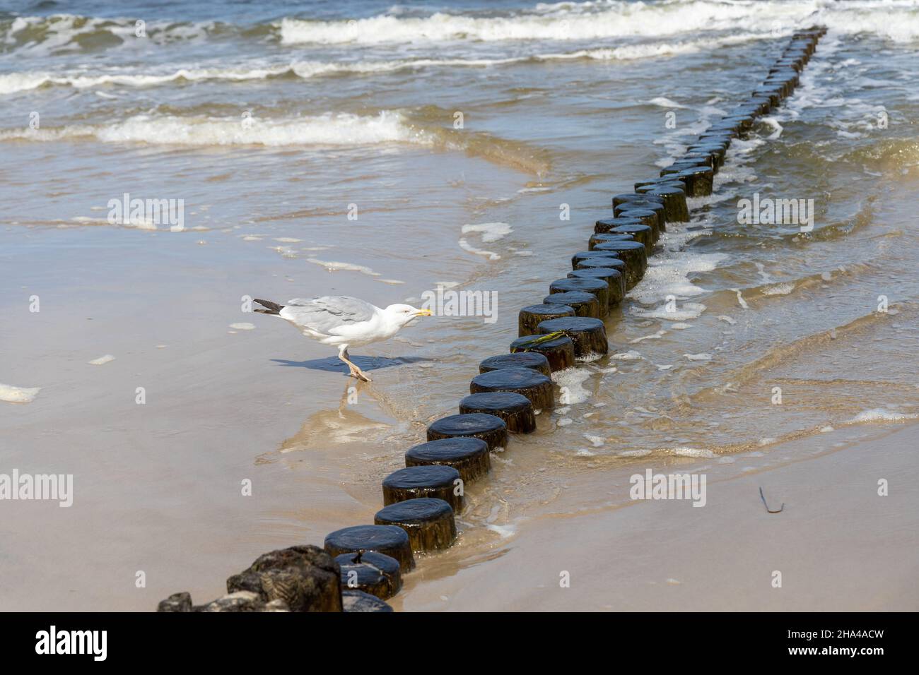 Viele Möwen am Strand der Ostsee auf der Suche nach Nahrung Stockfoto