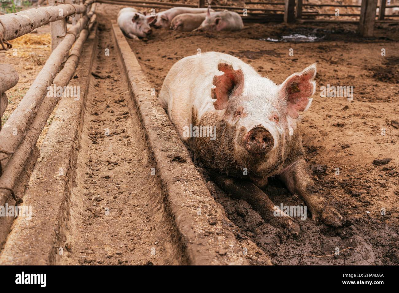 Selektiver Fokus auf ein schlammiges Schwein, das auf Gülle auf einem Bauernhof unter anderen Schweinen gestreckt wurde Stockfoto