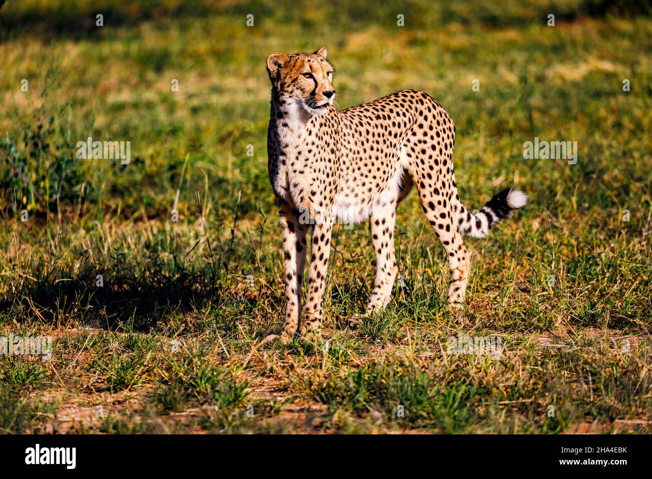 Ein aufmerksamer, orangeaugiger Gepard in einer Zuchtstation in Namibia, Afrika Stockfoto