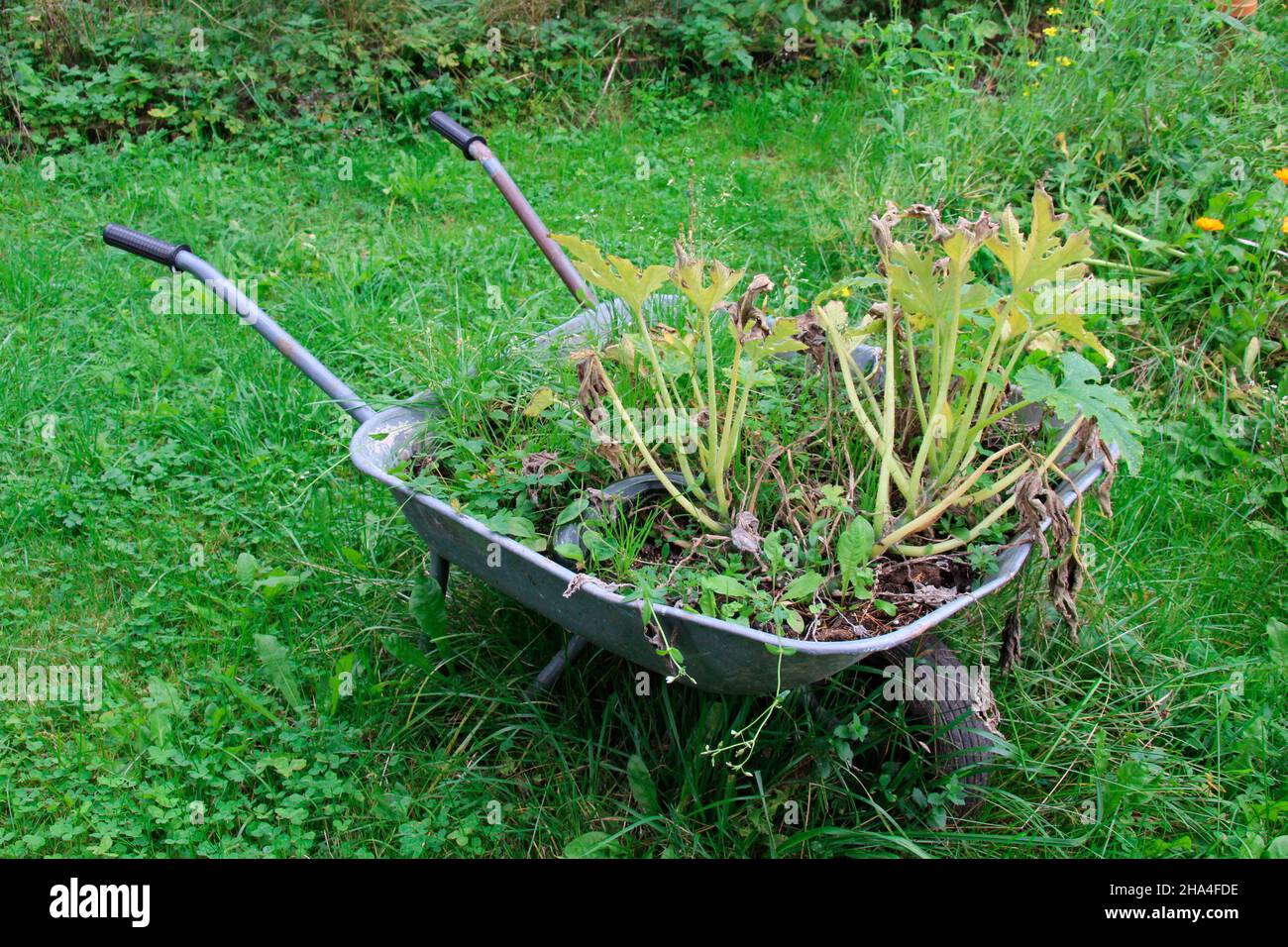Zucchini-Werk in alter Schubkarre, deutschland, bayern, oberbayern Stockfoto
