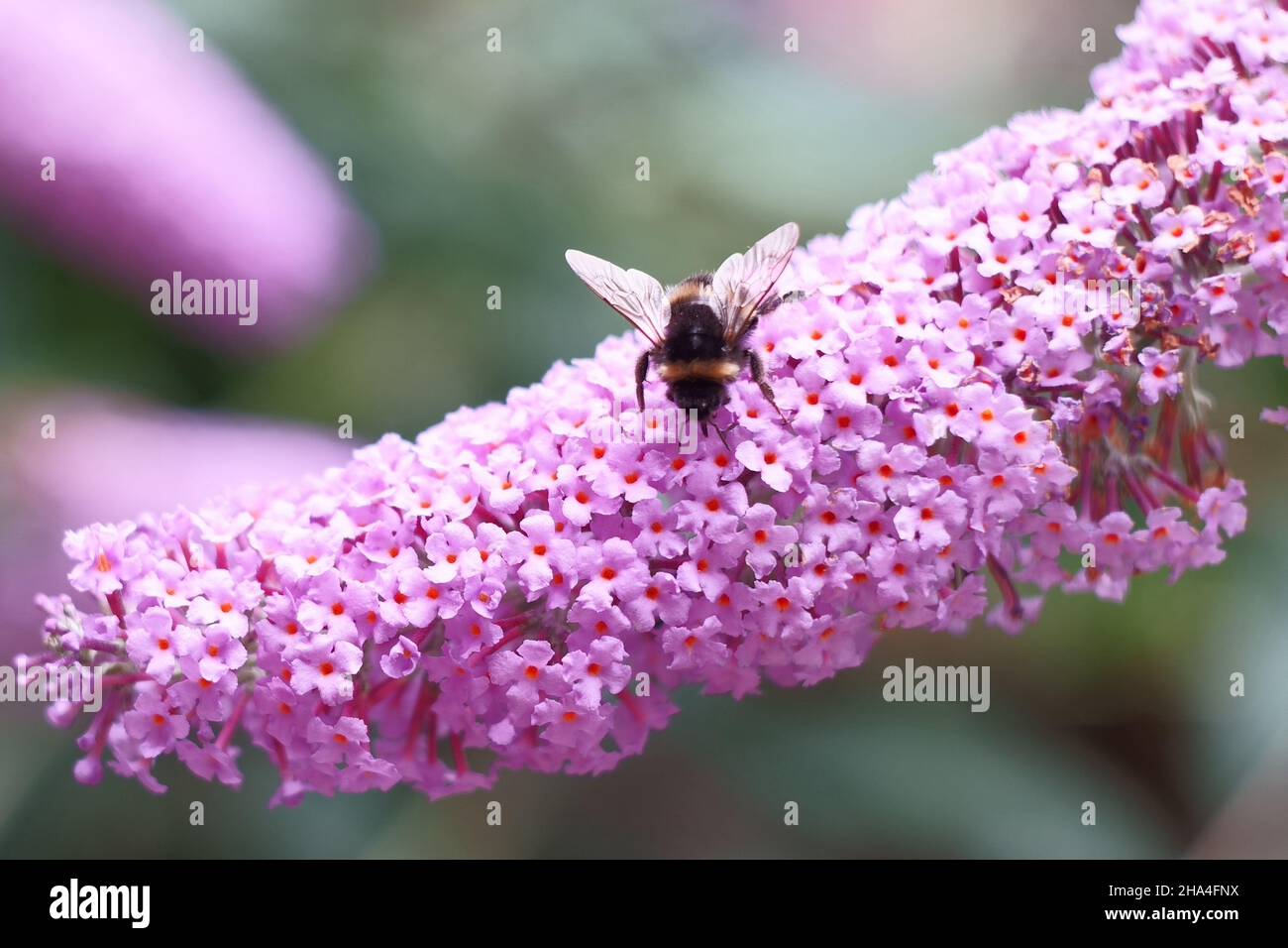 Biene sitzt auf einer rosa Blume und sammelt Pollen mit weichem Bokeh Hintergrund Stockfoto