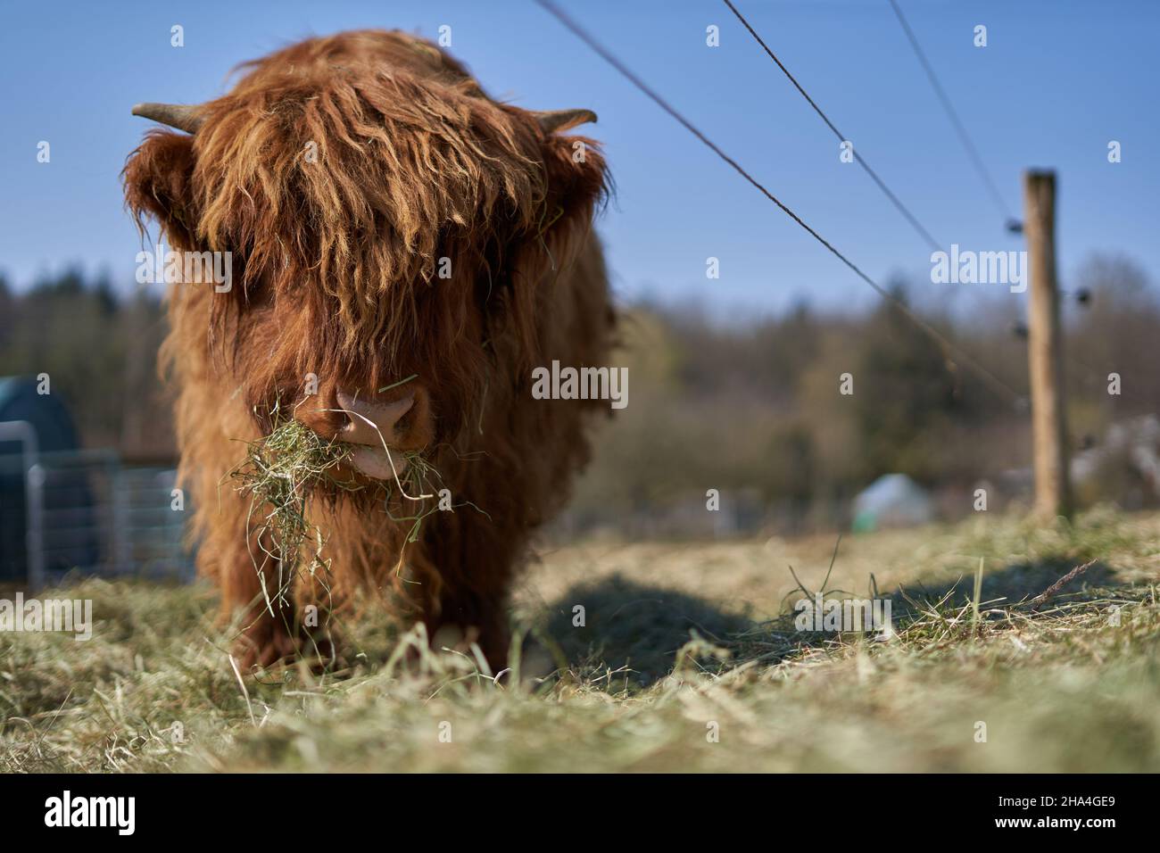 Junges Hochland-Rinderkalb von vorne. Tier mit braunem und langem Haarkleid, steht auf der Weide und isst Heu. Elektrischer Zaun. Stockfoto