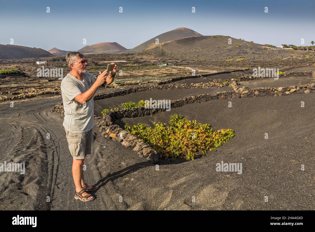 Der 63-jährige Mann fotografiert die Reben mit seinem Smartphone, Weinbau, Trockenbaumethode, Vulkanlandschaft in der Nähe von La geria, lanzarote, kanarische Inseln, spanien, europa Stockfoto
