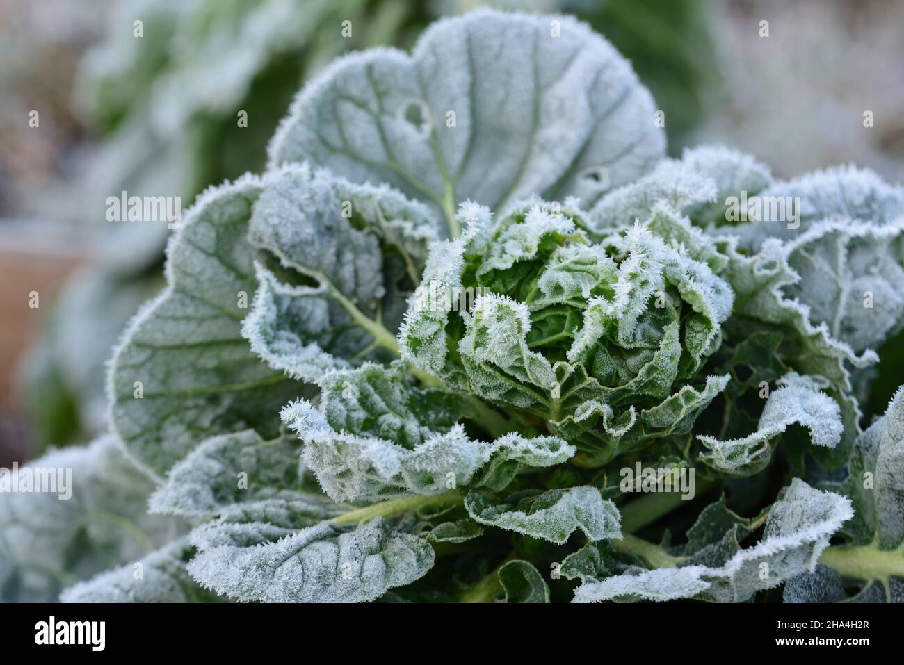 Gefrorener Kohl im mit Frost bedeckten Garten Stockfoto