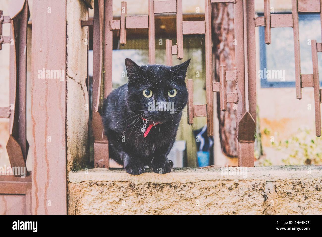 Schwarze Katze mit grünen Augen kletterte an einem Zaun-Schneetag Stockfoto