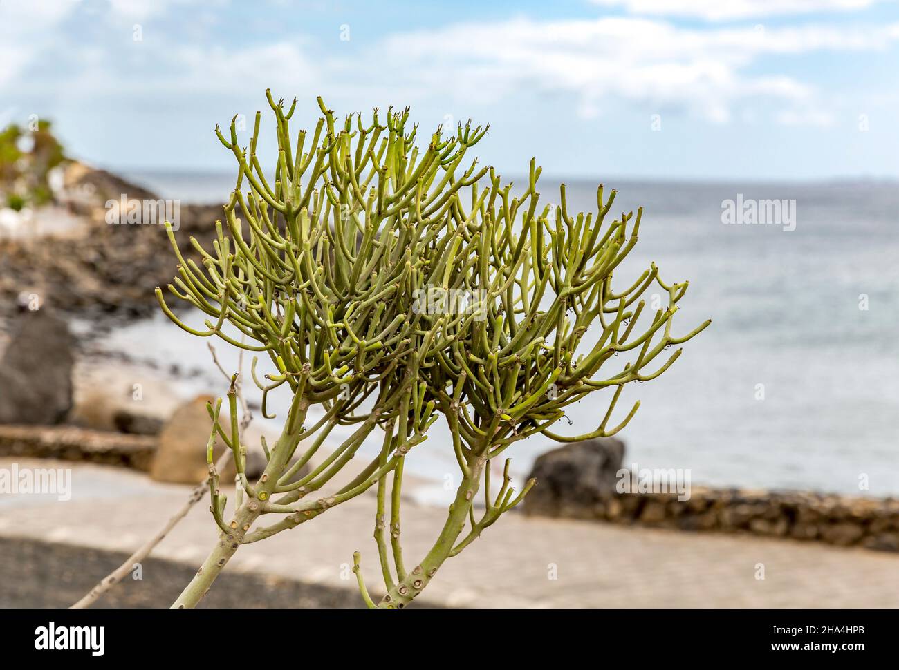 Bleistiftbaum, Euporia tirucalli, playa blanca, lanzarote, Kanaren, kanarische Inseln, spanien, europa Stockfoto