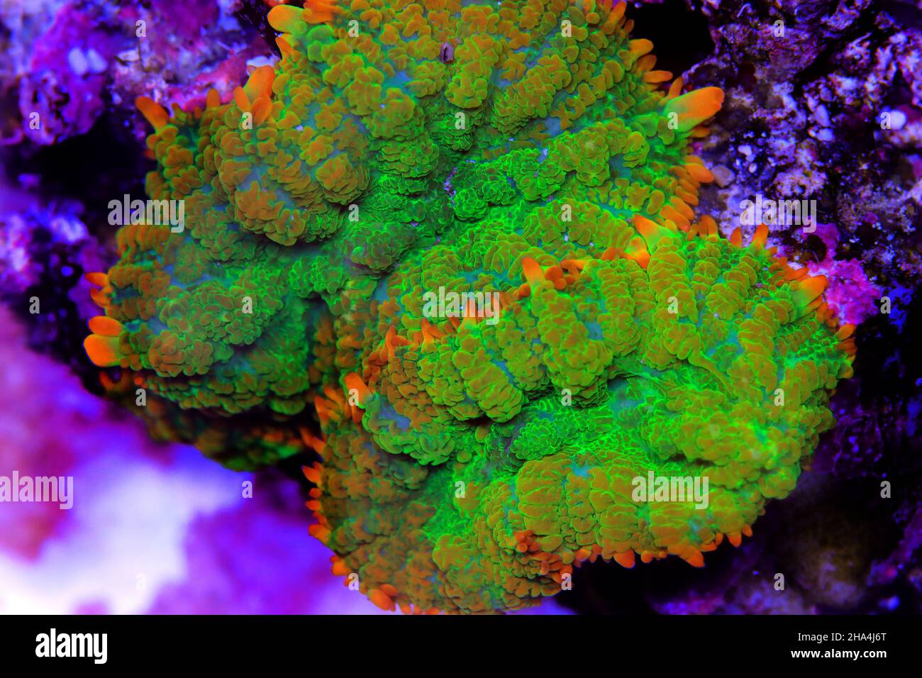 Erstaunliche bunte Rhodactis Muschroom weiche Korallen in Nahaufnahme Unterwasserfotografie Stockfoto