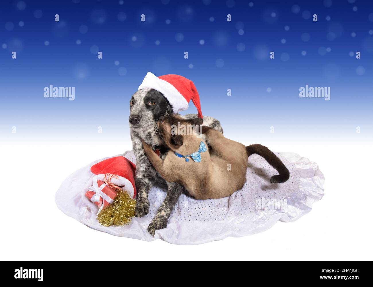 Schwarz-weiß gefleckte Hündin mit Weihnachtsmütze, einer siamesischen Katze, die sie heftig umarmt, und einem Weihnachtsstrumpf voller Geschenke neben ihr Stockfoto