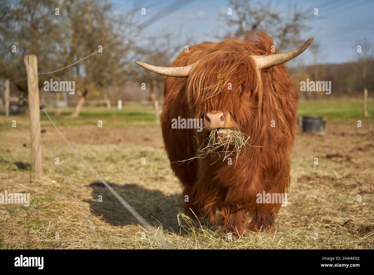 Junges Hochland-Rinderkalb von vorne. Tier mit braunem und langem Haarkleid, steht auf der Weide und isst Heu. Elektrischer Zaun. Tier in Captivi Stockfoto