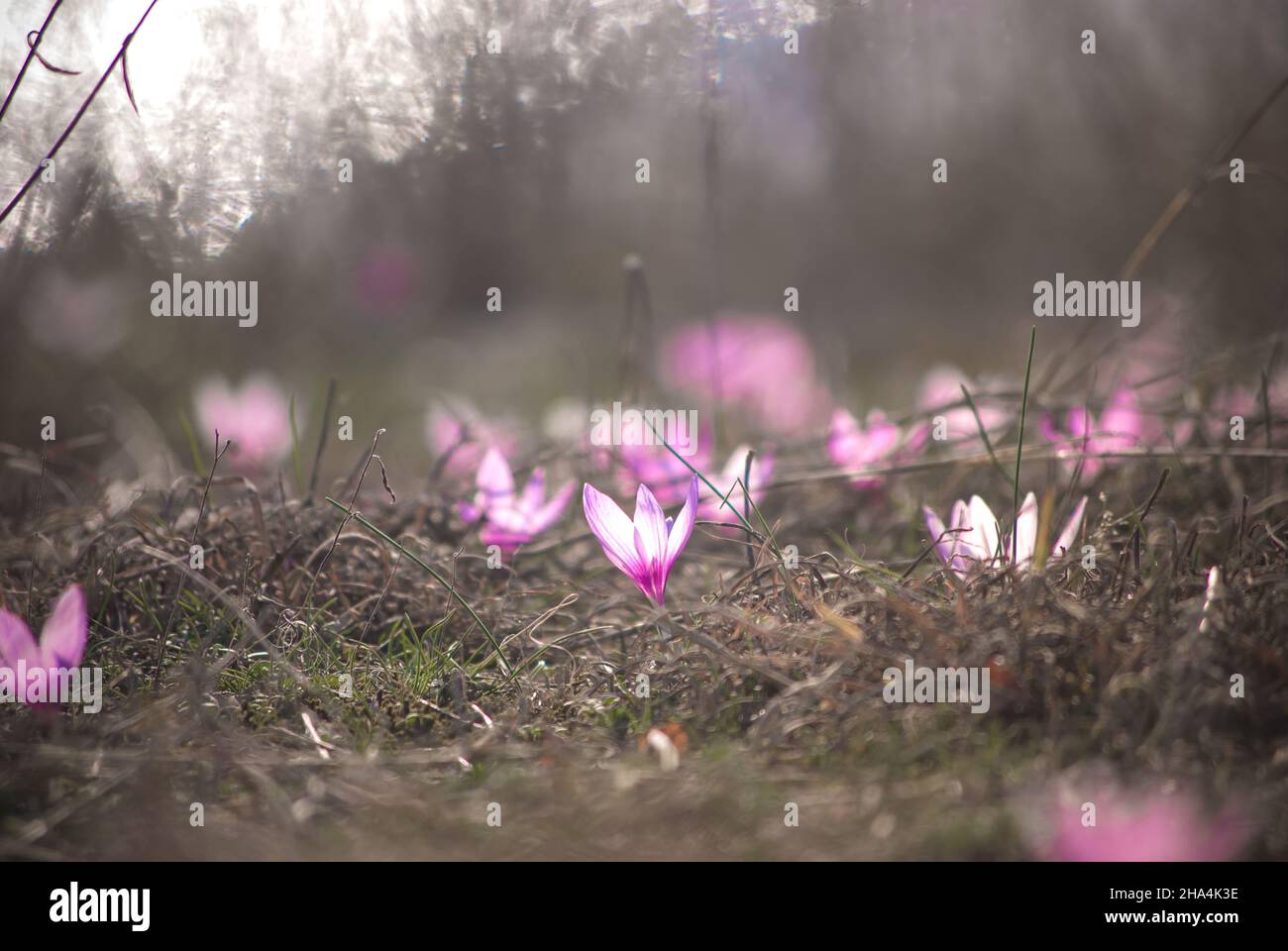 Wildviolette Blüten gegen Sonnenuntergang Stockfoto