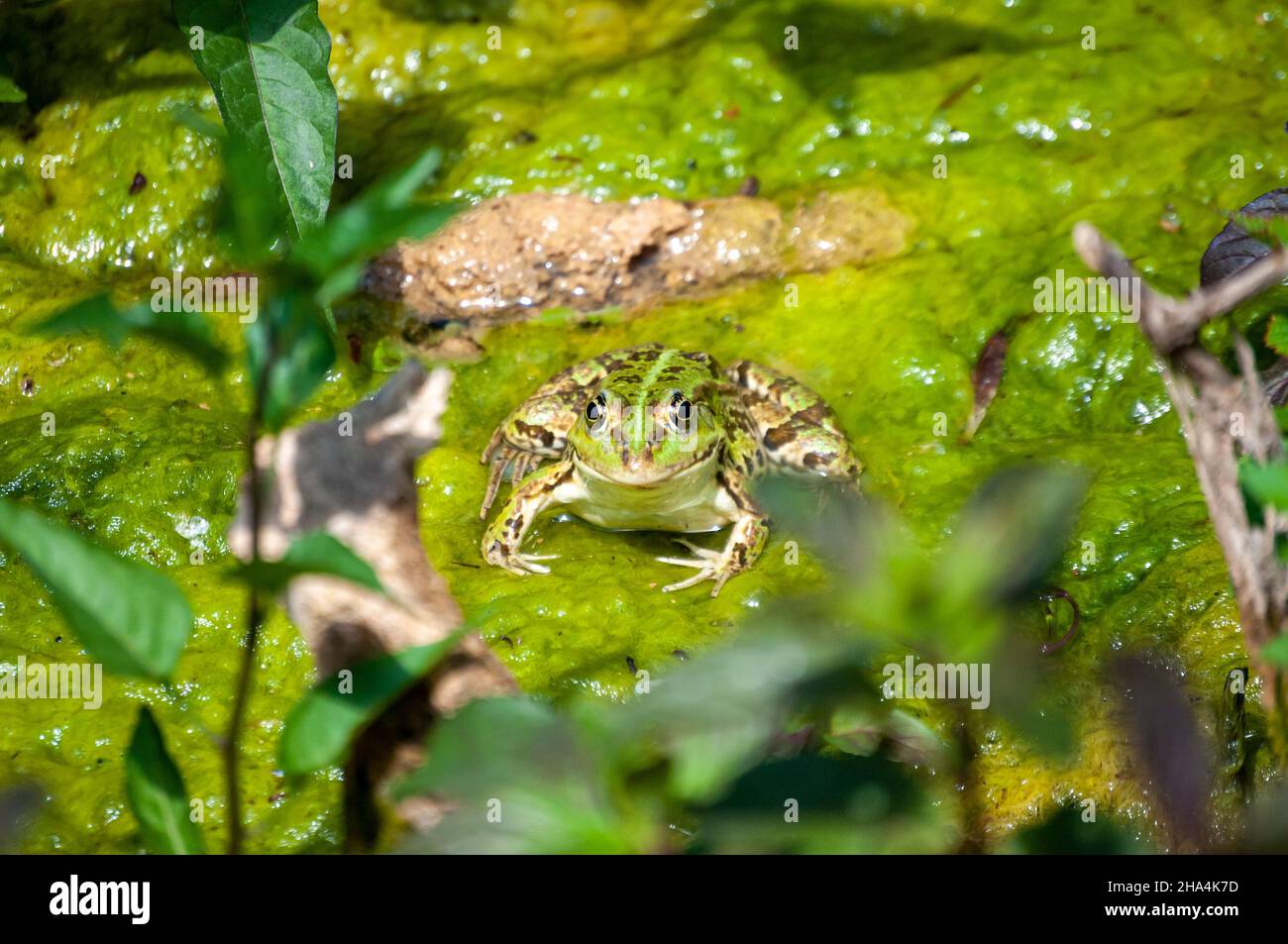 Ein wilder grüner Wasserfrosch im nationalpark krka, kroatien Stockfoto