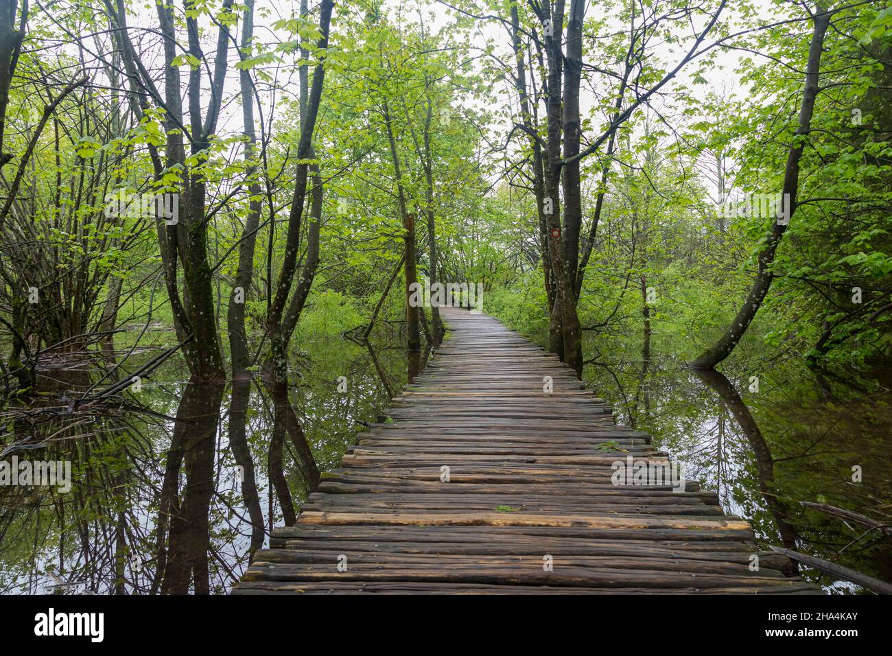 Ein Holzsteg, umgeben von Bäumen, Wasserfällen und viel Grün im plitvice Nationalpark, kroatien Stockfoto