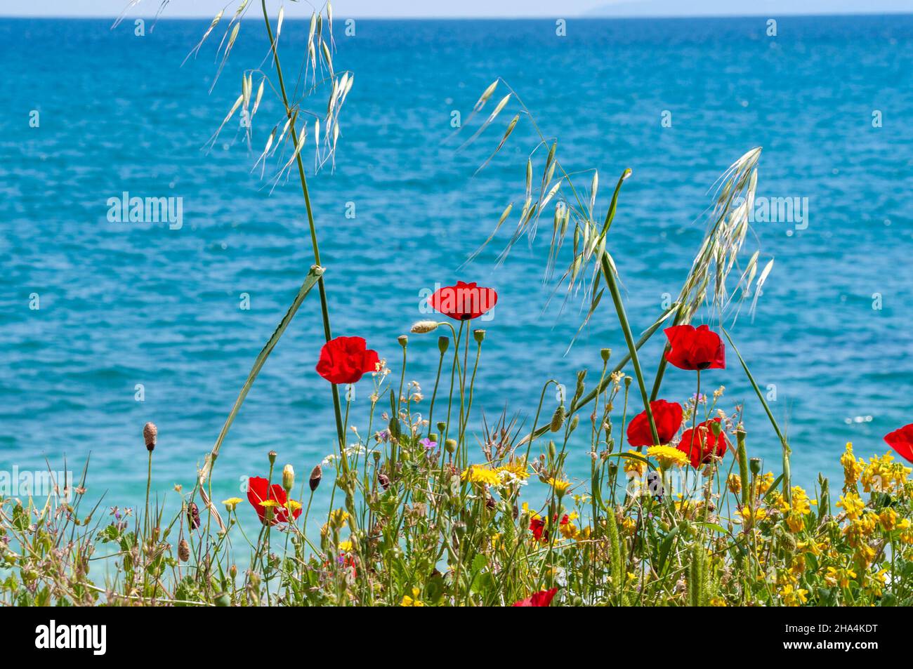 Gelbe und rote Blumen vor dem Meer Stockfoto