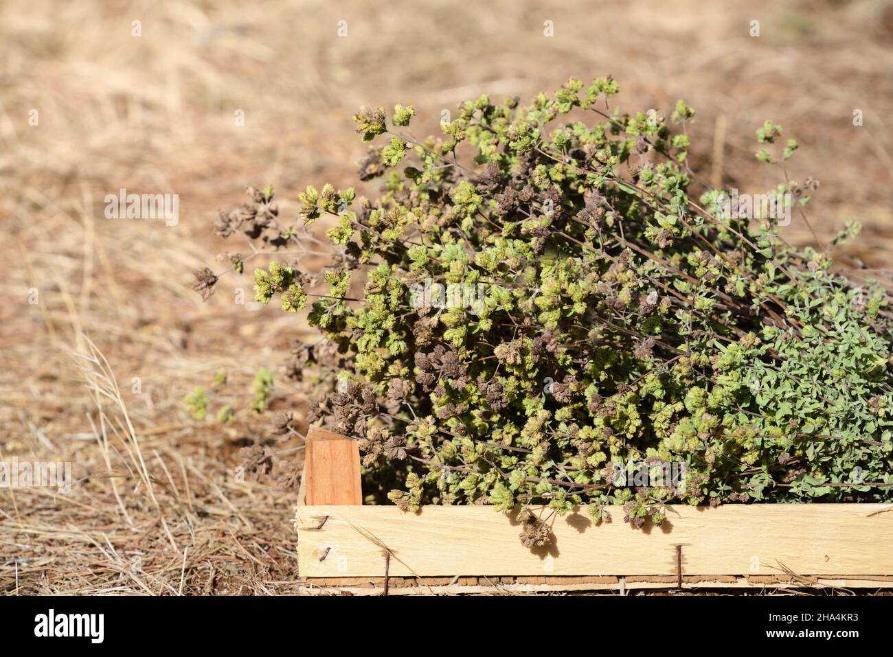 Der frisch geerntete Oregano ist eine Holzkiste, die im Sommer auf trockenem Boden vor hellem Hintergrund steht Stockfoto