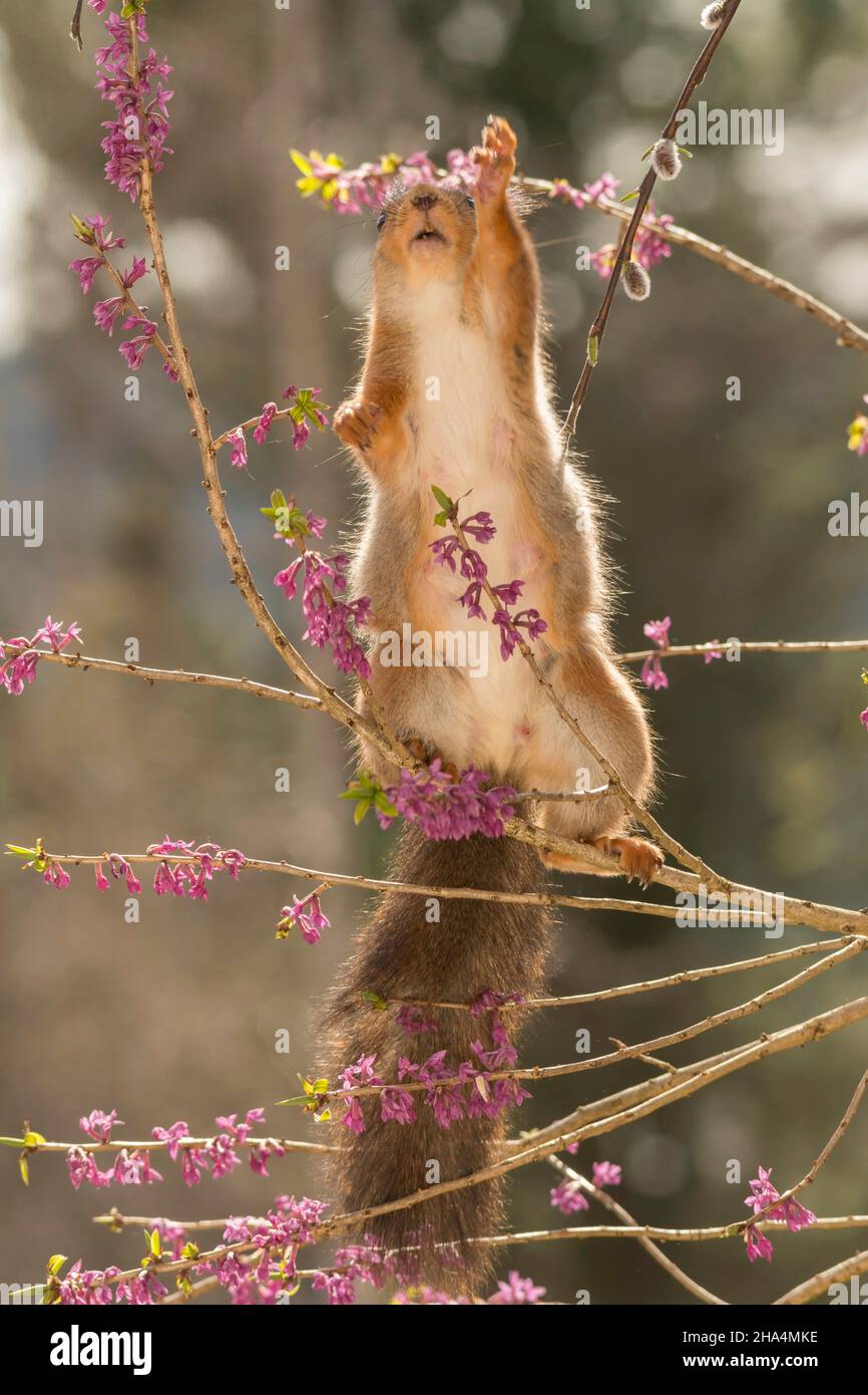 Nahaufnahme des roten Eichhörnchens auf Blumenzweigen mit offenem Mund, der nach oben reicht Stockfoto