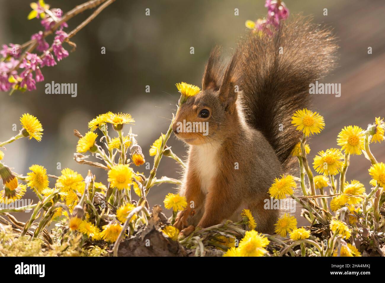 Nahaufnahme des roten Eichhörnchens auf Blumenzweigen mit offenem Mund, der nach oben reicht Stockfoto