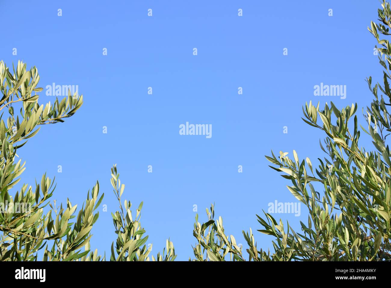 Grüne Zweige des Olivenbaums bilden einen halben Rahmen um den blauen Himmel mit Platz für Text Stockfoto