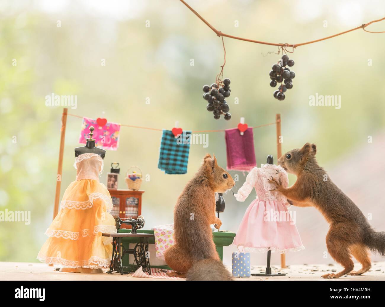 Rote Eichhörnchen in einem Tuchladen Stockfoto