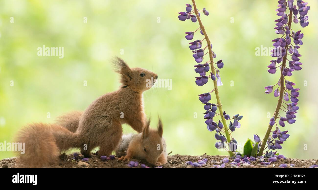 Junge rote Eichhörnchen halten sich mit Lupinenblüten fest Stockfoto
