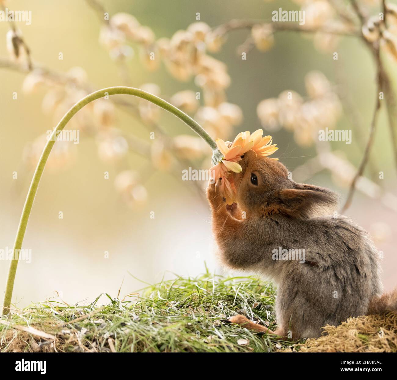 Rotes Eichhörnchen riecht nach einer orangefarbenen Gerbera-Blume Stockfoto