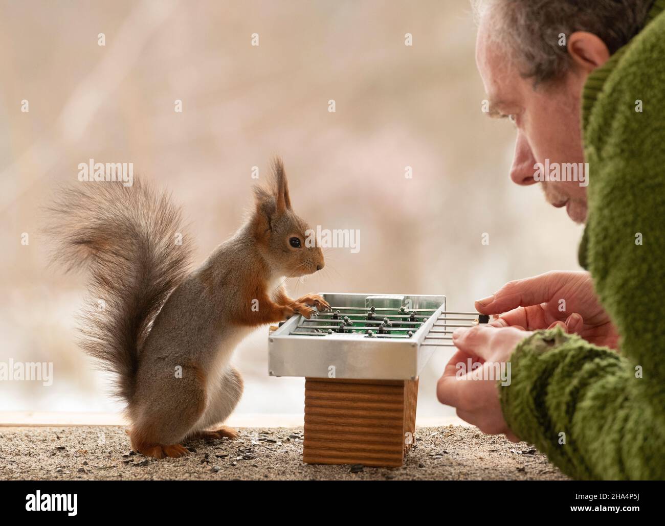 Rotes Eichhörnchen und Mann spielen ein Fußballspiel Stockfoto