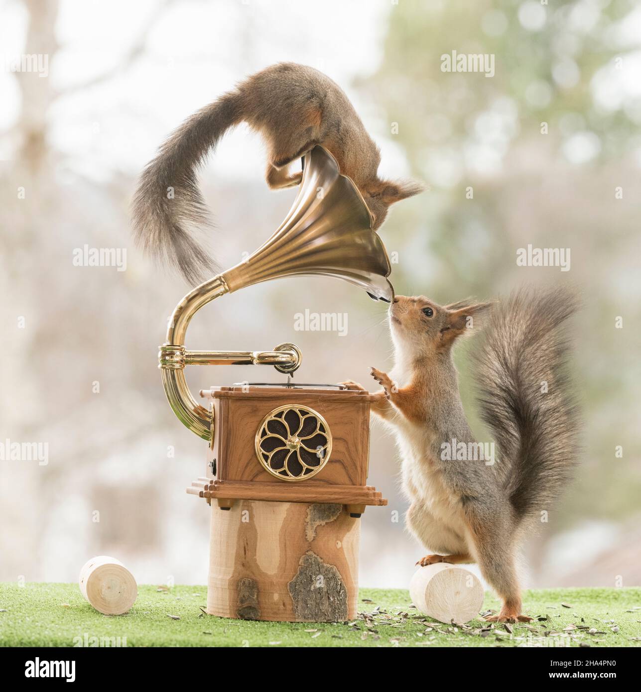 Rote Eichhörnchen stehen mit einem Gramaphon-Spieler Stockfoto