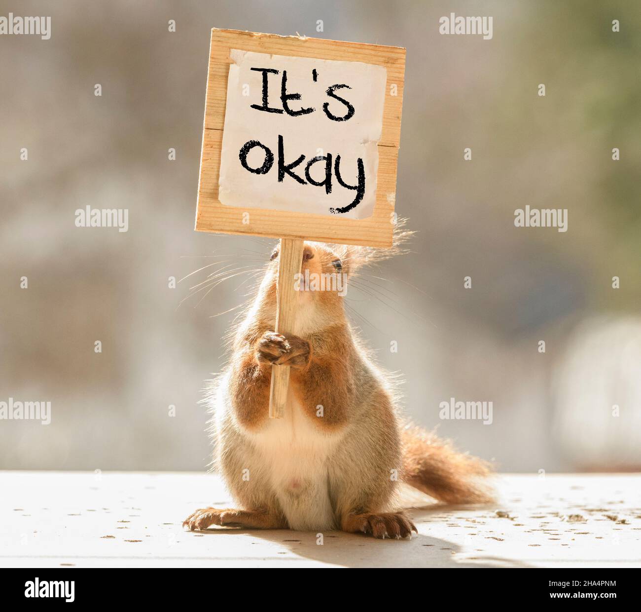 Rote Eichhörnchen hält ein Schild mit Text, es ist okay Stockfoto
