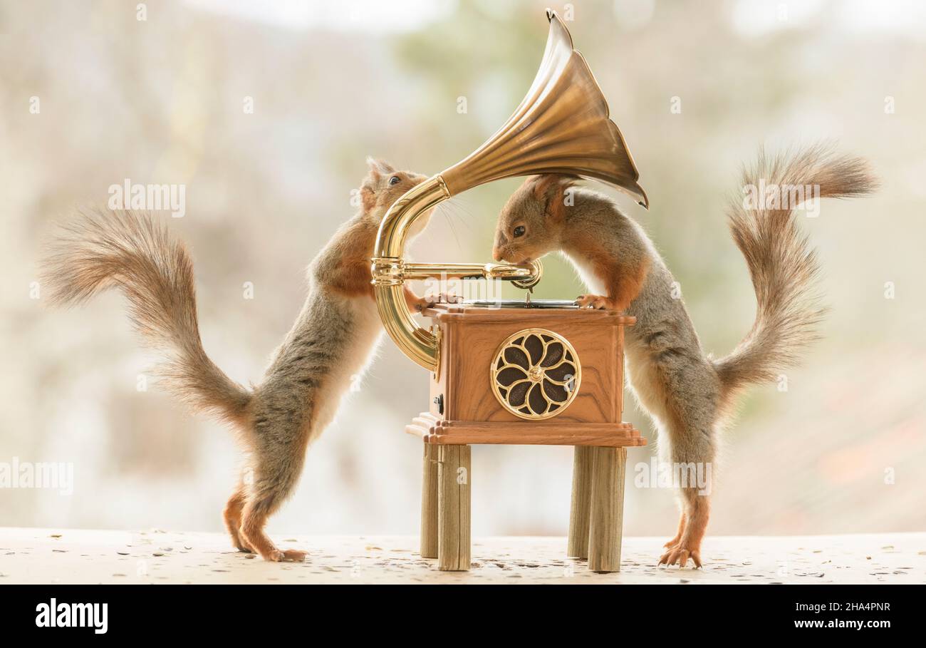 Rote Eichhörnchen stehen mit einem Gramaphon-Spieler Stockfoto