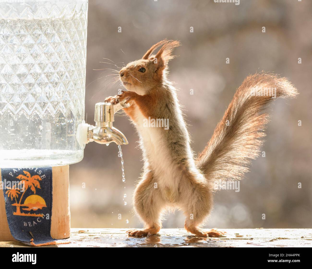 Rotes Eichhörnchen öffnet einen Wasserhahn Stockfoto