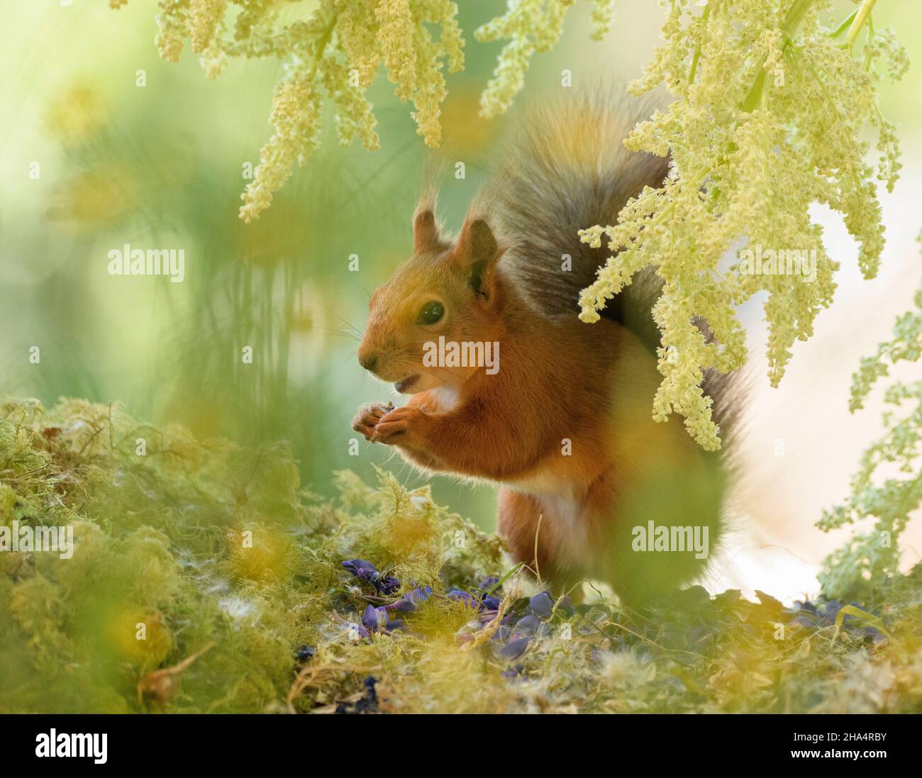 Rotes Eichhörnchen steht unter einem Rhabarberblütenzweig Stockfoto