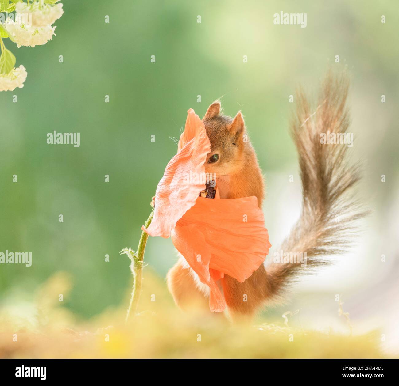 Rotes Eichhörnchen untersucht einen persischen Mohn Stockfoto