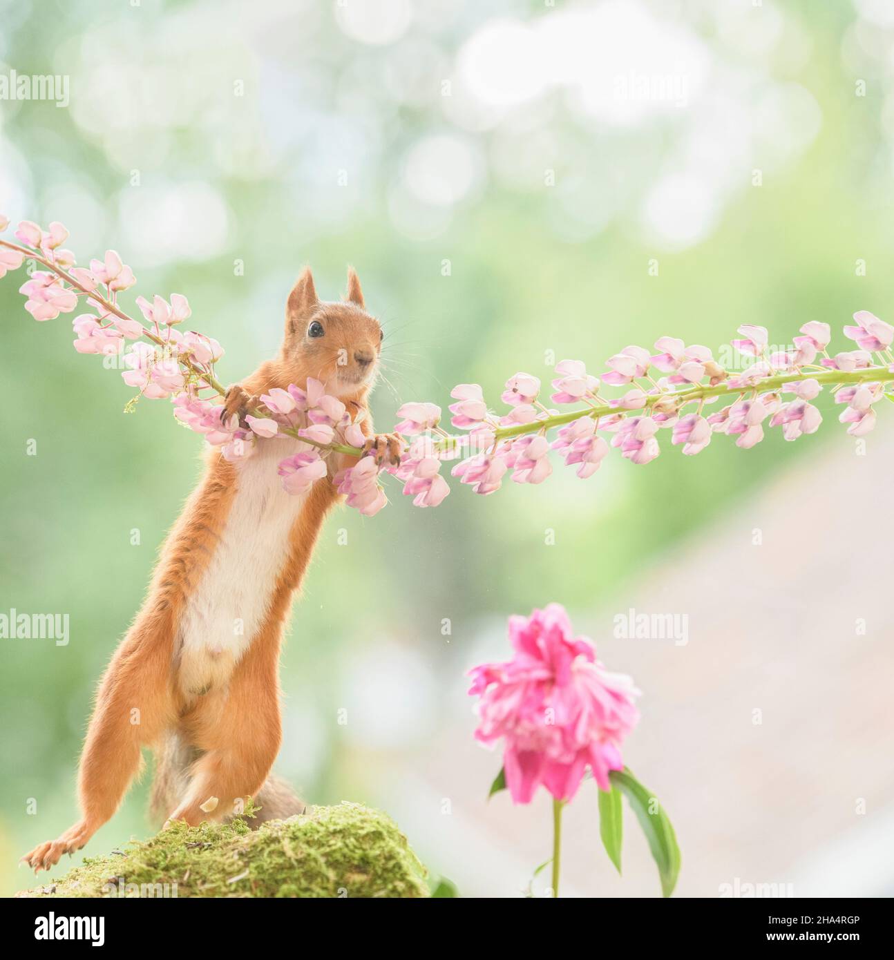 Rotes Eichhörnchen hält eine Lupine mit Pfingstrose darunter Stockfoto