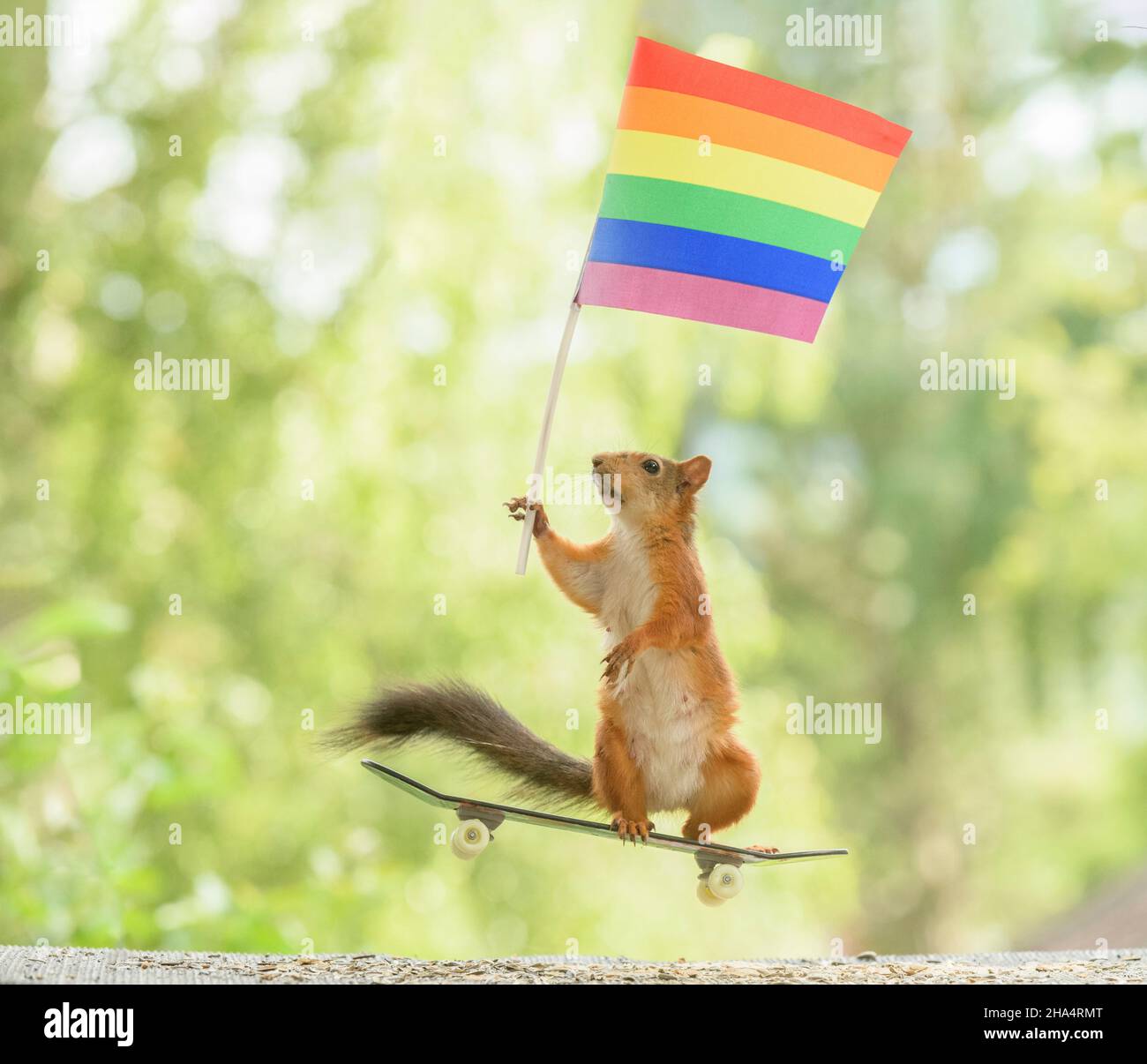 Rotes Eichhörnchen hält eine Regenbogenfahne auf einem Skateboard Stockfoto
