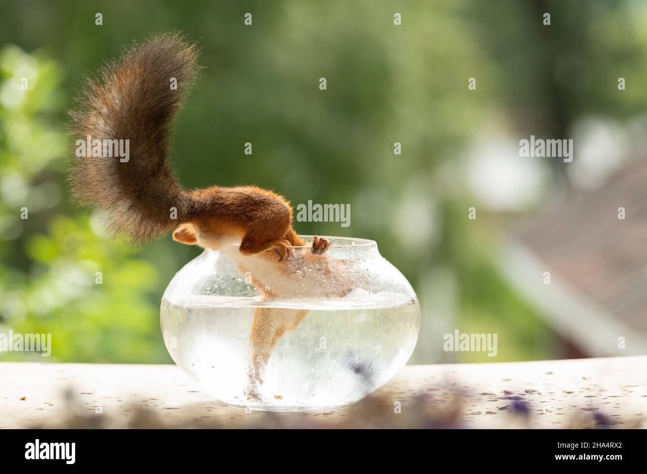 Rotes Eichhörnchen setzt Gesicht aus einer Fischschale unter Wasser Stockfoto