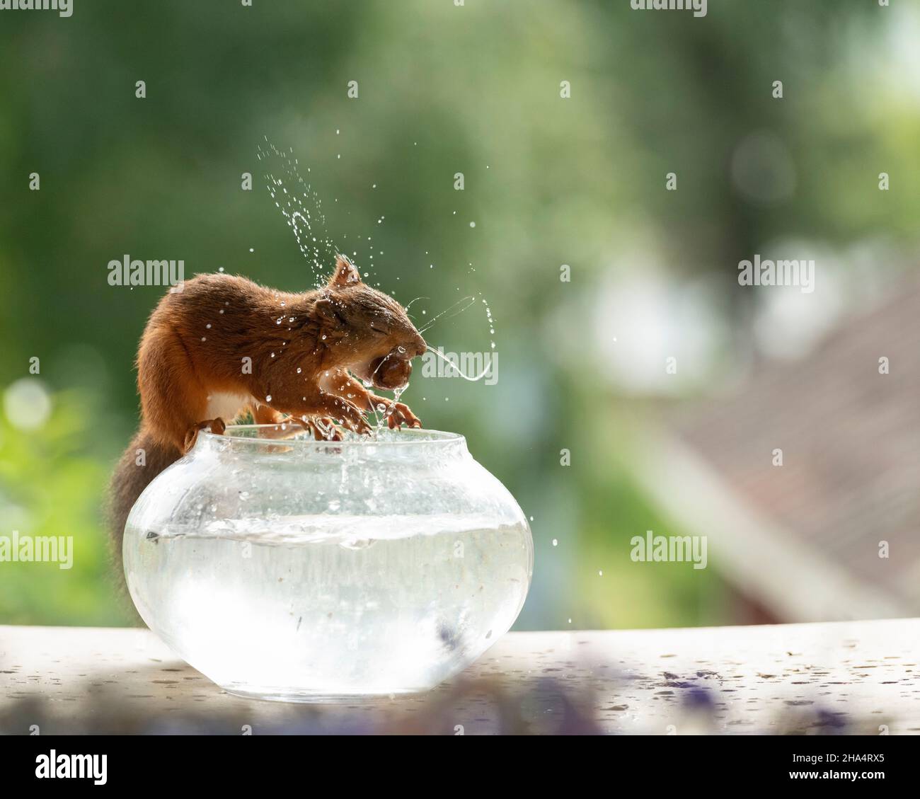 Rotes Eichhörnchen schüttelt Wasser aus einer Fischschale Stockfoto