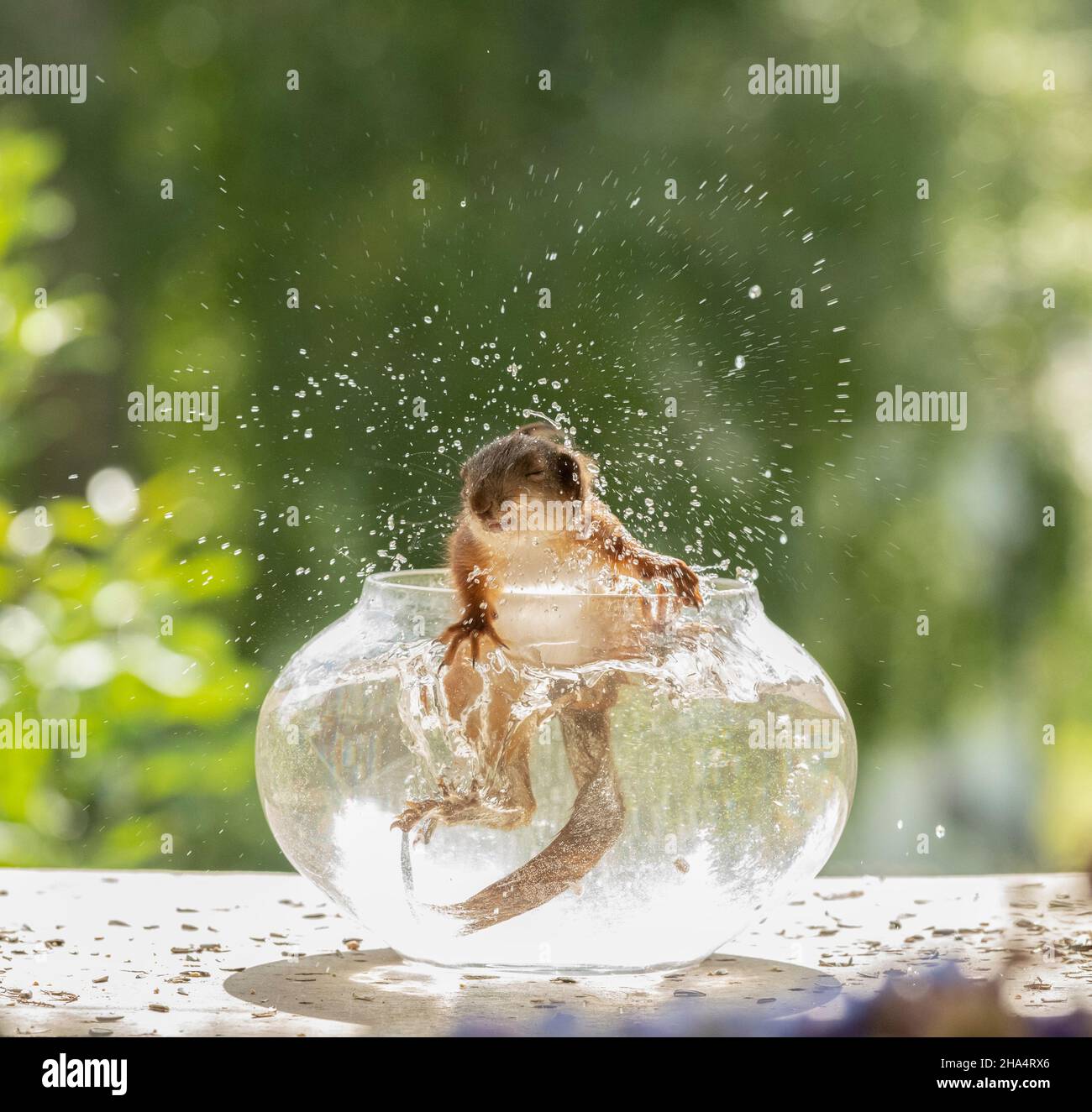 Das junge rote Eichhörnchen schüttelt Wasser aus einer Fischschale Stockfoto