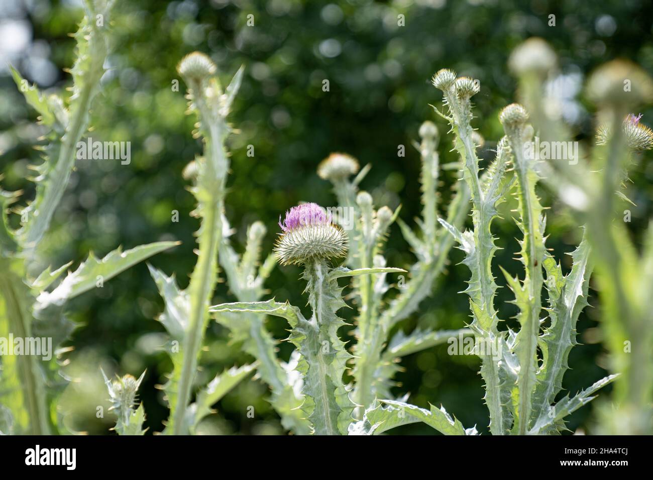 Eseldistel, onopordum acanthium, freyburg (unstrut), sachsen-anhalt, deutschland, Sommer Stockfoto