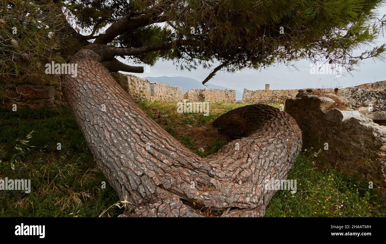 griechenland,griechische Inseln,ionische Inseln,kefalonia,agios georgios Burgkomplex,byzantinisch,16th Jahrhundert,Hauptstadt kefalonia bis 1757,bewölktes Wetter,düstere Stimmung,Baumstamm wächst zuerst horizontal und dann in einem Bogen nach oben Stockfoto