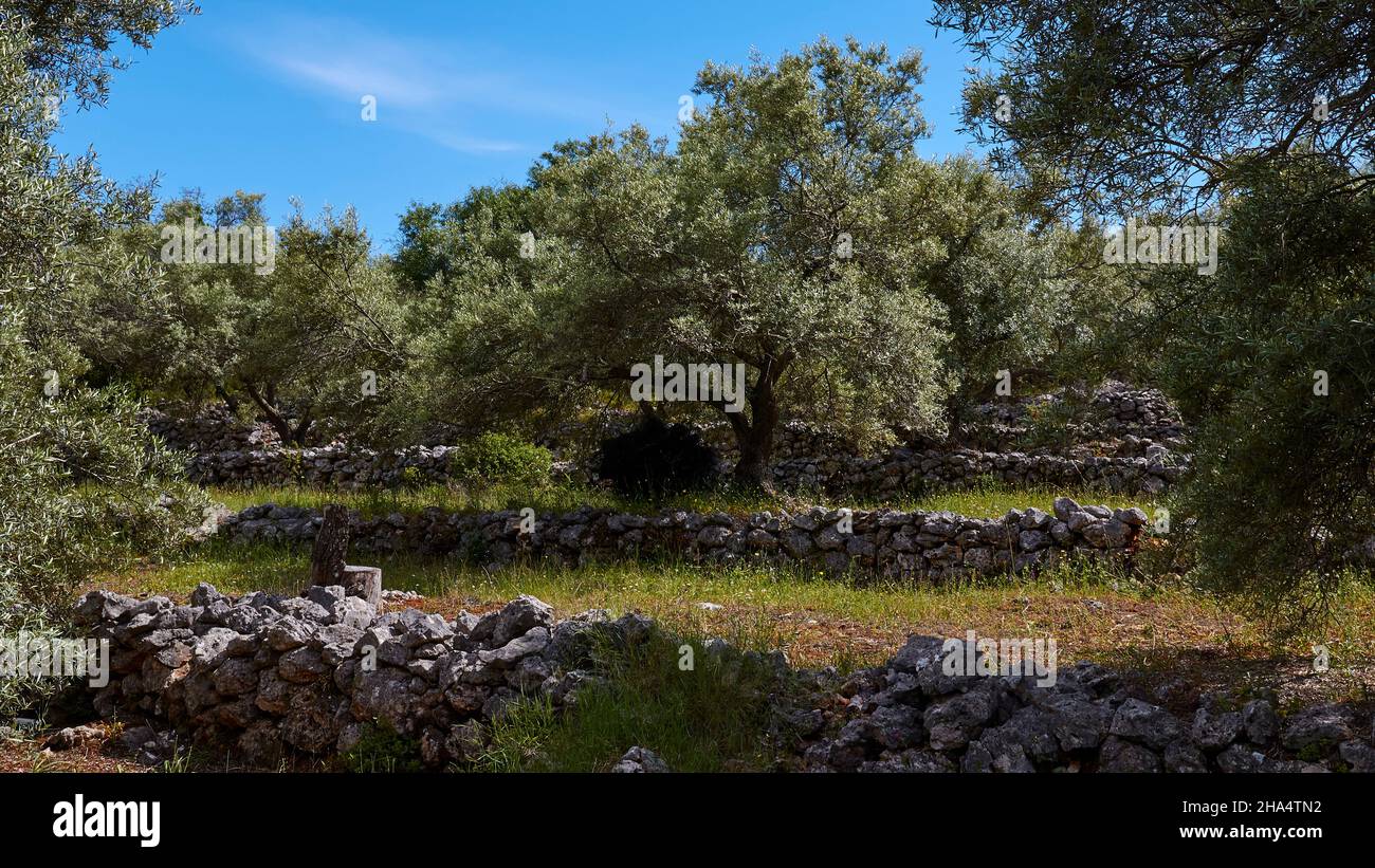 griechenland,griechische Inseln,ionische Inseln,lefkada oder lefkas,nördlich der Insel,Olivenhain,Steinmauer im Vordergrund,Olivenbaum in der Mitte des Bildes,weitere Olivenbäume links und rechts davon,blauer Himmel mit kleinen weißen Wolken Stockfoto