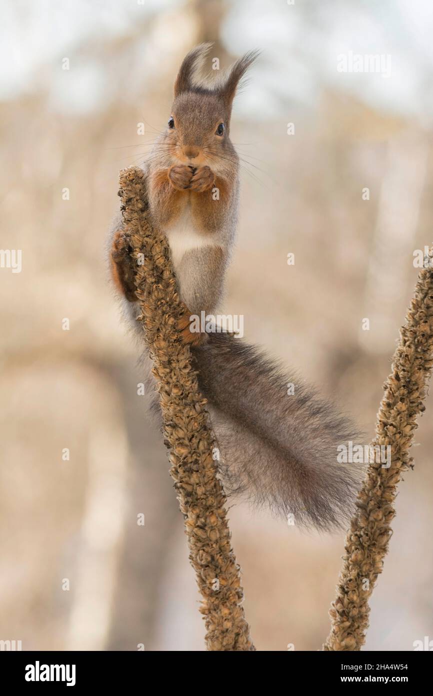 Nahaufnahme eines roten Eichhörnchens, das zwischen zwei Blütenstängel steht und den Betrachter ansieht Stockfoto