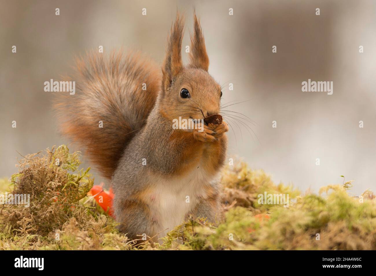 Nahaufnahme des roten Eichhörnchens mit orangen Blüten, die das Blatt in den Händen halten Stockfoto