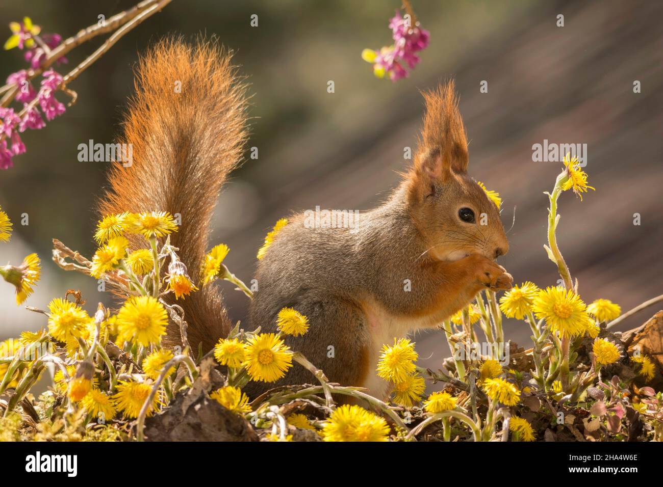 Profil und Nahaufnahme des roten Eichhörnchens, das zwischen gelben Blüten und Schwanz nach oben steht Stockfoto