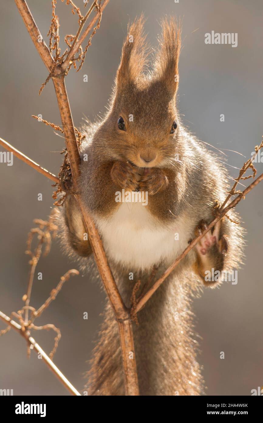 Nahaufnahme eines roten Eichhörnchens, das auf einem Stamm von Pflanzen in einer gespaltenen Position steht Stockfoto