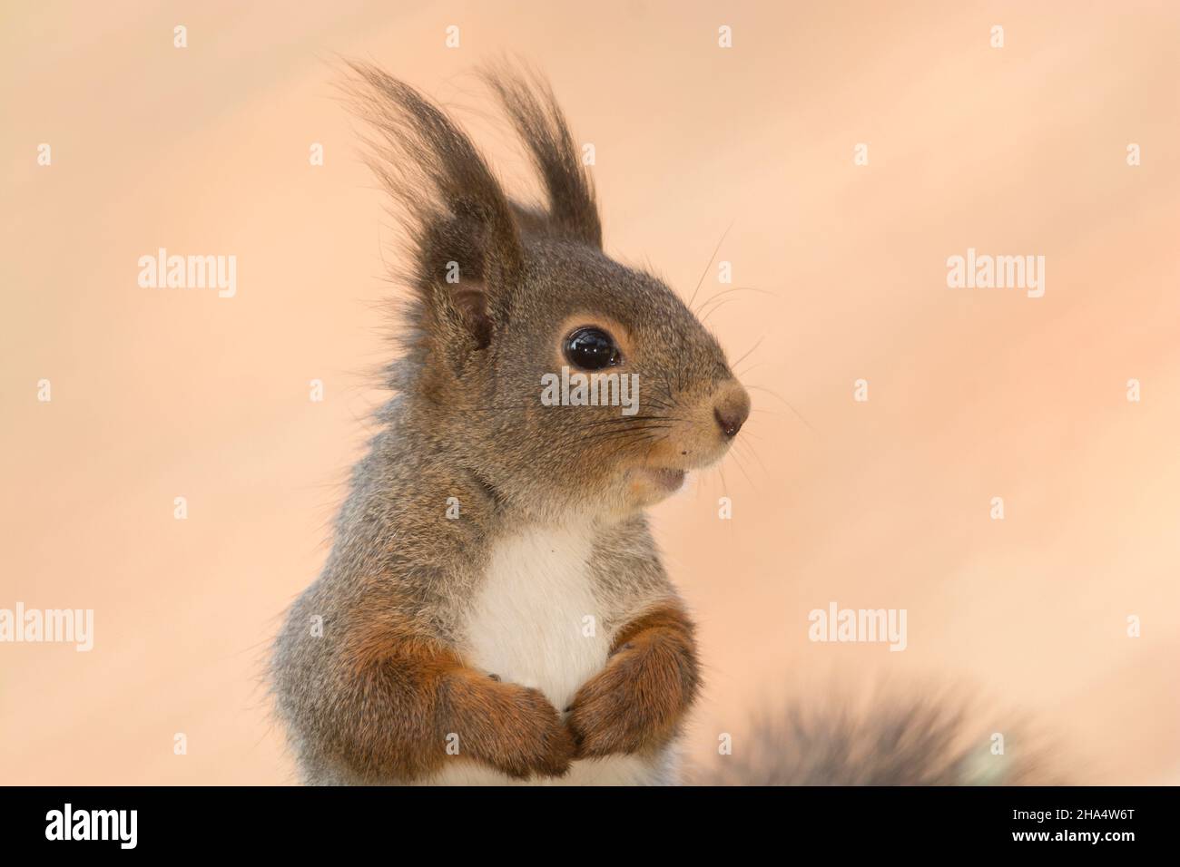 Profil und Nahaufnahme des roten Eichhörnchens Stockfoto
